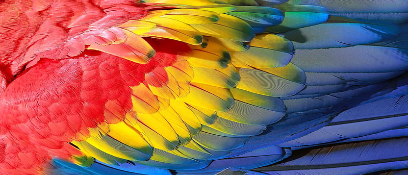 Feathers, skin, white, blue, flag, red, yellow, romanian, parrot, vara, feather, texture, summer, HD wallpaper