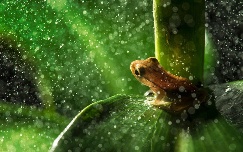 Frog, green, water drops, rain, animal, leaf, HD wallpaper