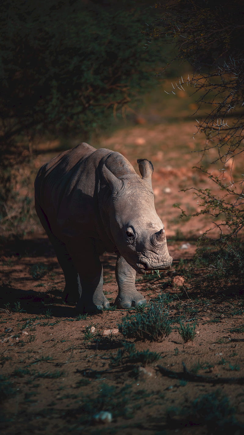 Gray Rhino, animal, field, forest, gray, rhino, HD phone wallpaper