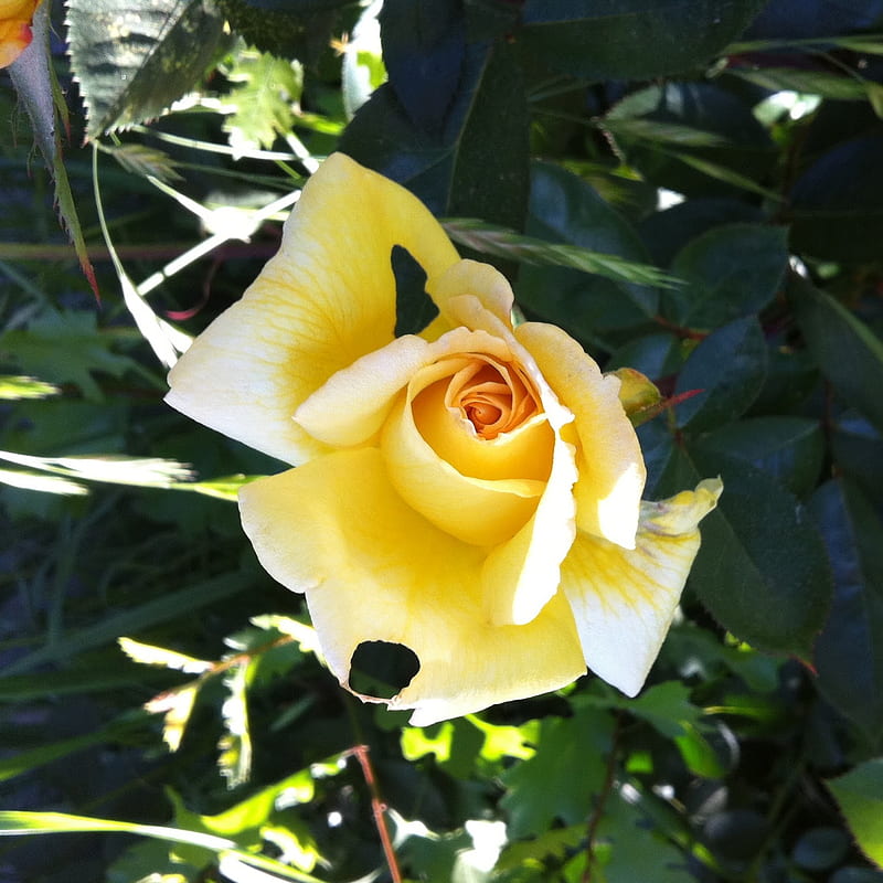 Friendly Rose, flower, graph, real rose, yellow, HD phone wallpaper