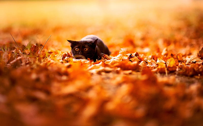 Black British Shorthair Cat pets, black cat, autumn, cats, British Shorthair Cat, HD wallpaper