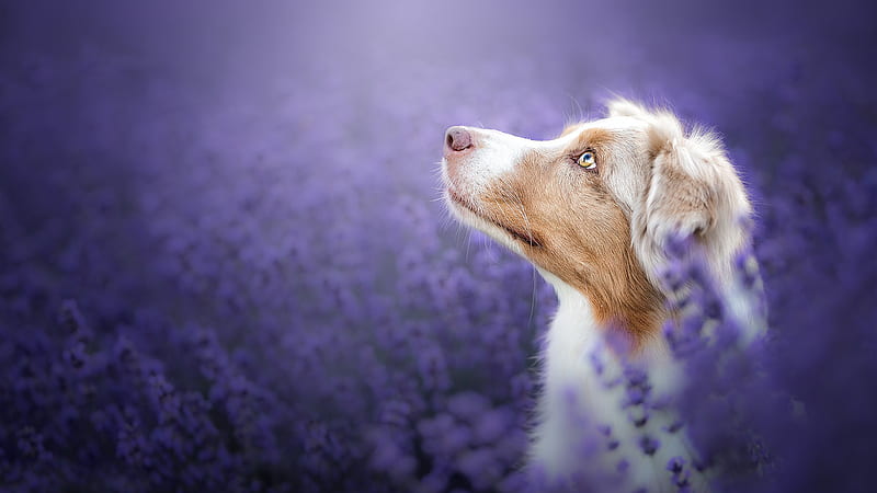 Australian Shepherd Dog Is Looking Up Sitting In Purple Meadow Field Dog, HD wallpaper