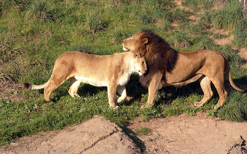 Leones enamorados, amor, gatos, grandes felinos, animales, leones, Fondo de  pantalla HD | Peakpx