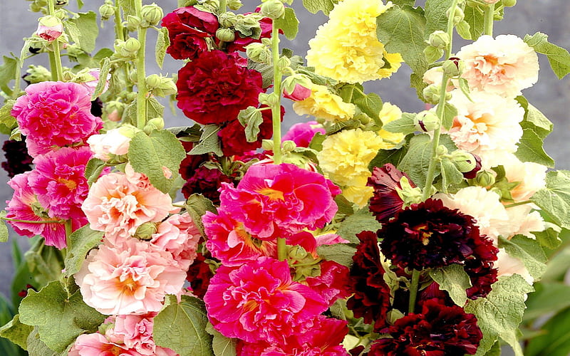 MALVA FLOWERS, Malva, stripes, flowers, mallow, foliage, HD wallpaper