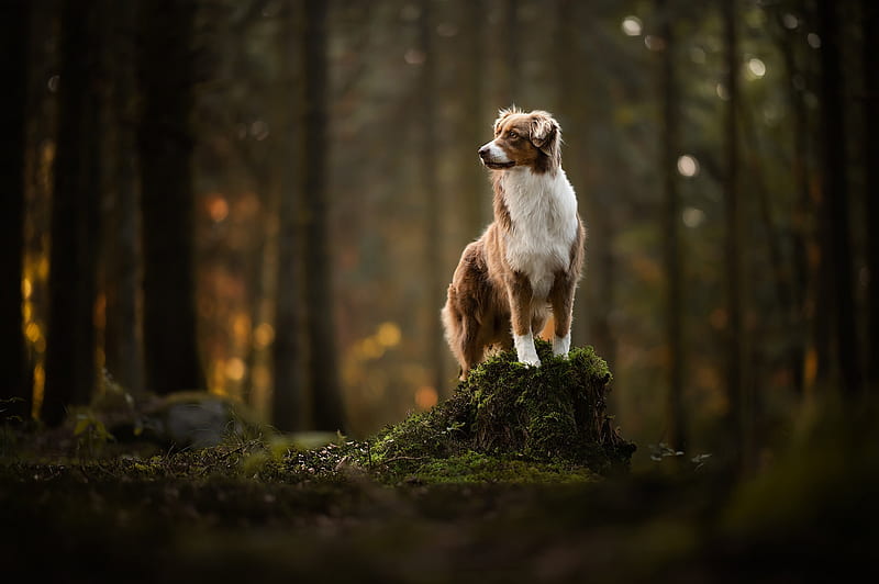 Dogs, Border Collie, Dog, Forest, Moss, Stump, HD wallpaper