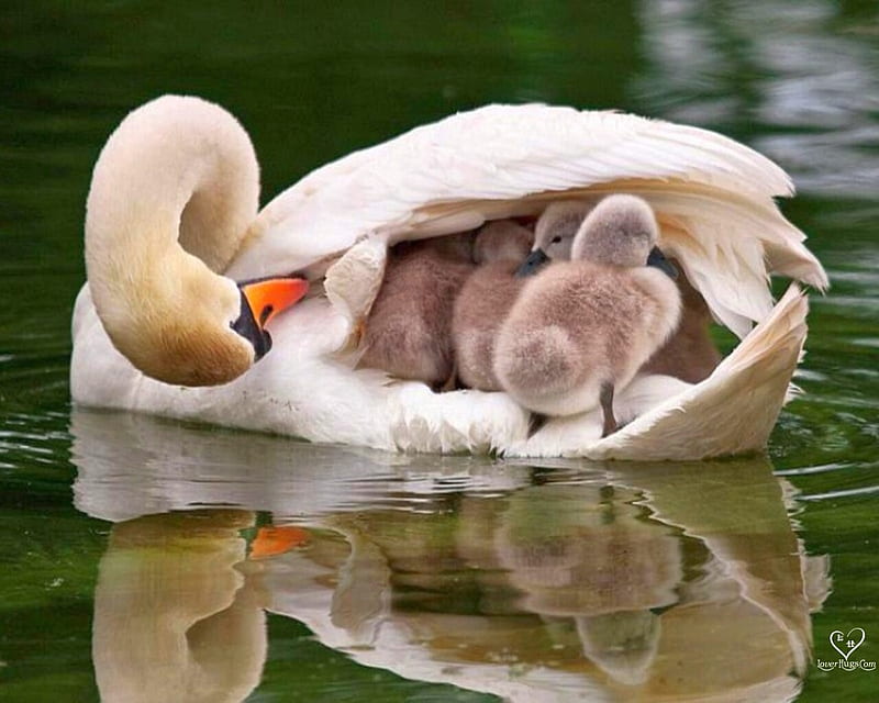 Lovely mom 2, water, duck, ducks, child, reflection, lake, animals, HD  wallpaper | Peakpx