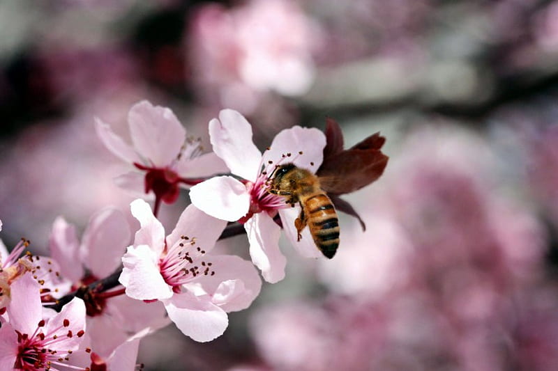 Busy Bee, blossoms, insect, tree, springtime, HD wallpaper