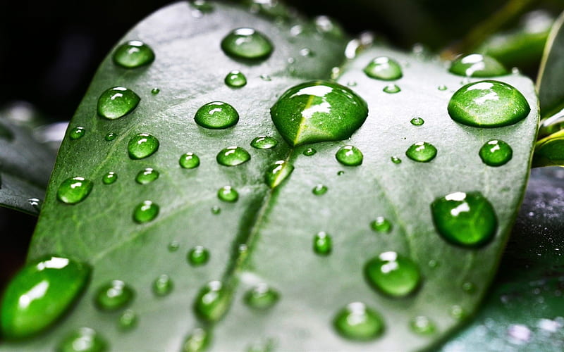 drops of water on a green leaf, green leaves, dew drops, ecology concepts, environment, HD wallpaper