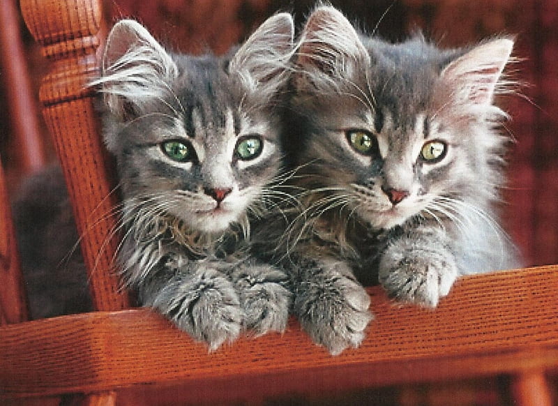 Two tabby kittens on a chair, kittens, sitting, chair, tabby, HD wallpaper