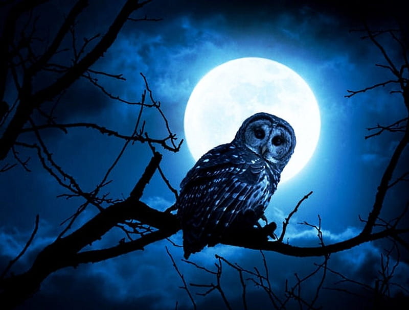 Night owl, tree, moon, branch, dark, HD wallpaper