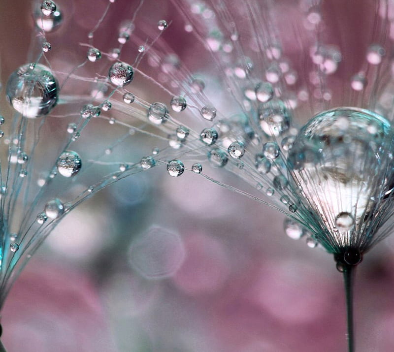 RAIN ON A SEED HEAD, lovely drops, bokeh, dandelion, cool, water, close up, macro, rain, HD wallpaper