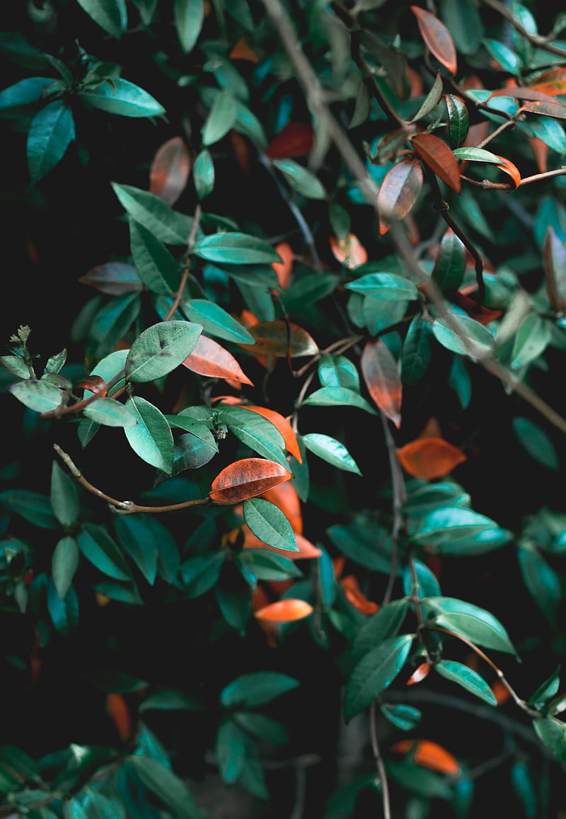 branches, leaves, plant, green, bush, HD phone wallpaper