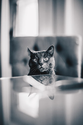 Cat, gray, pet, window, curtains, HD phone wallpaper | Peakpx