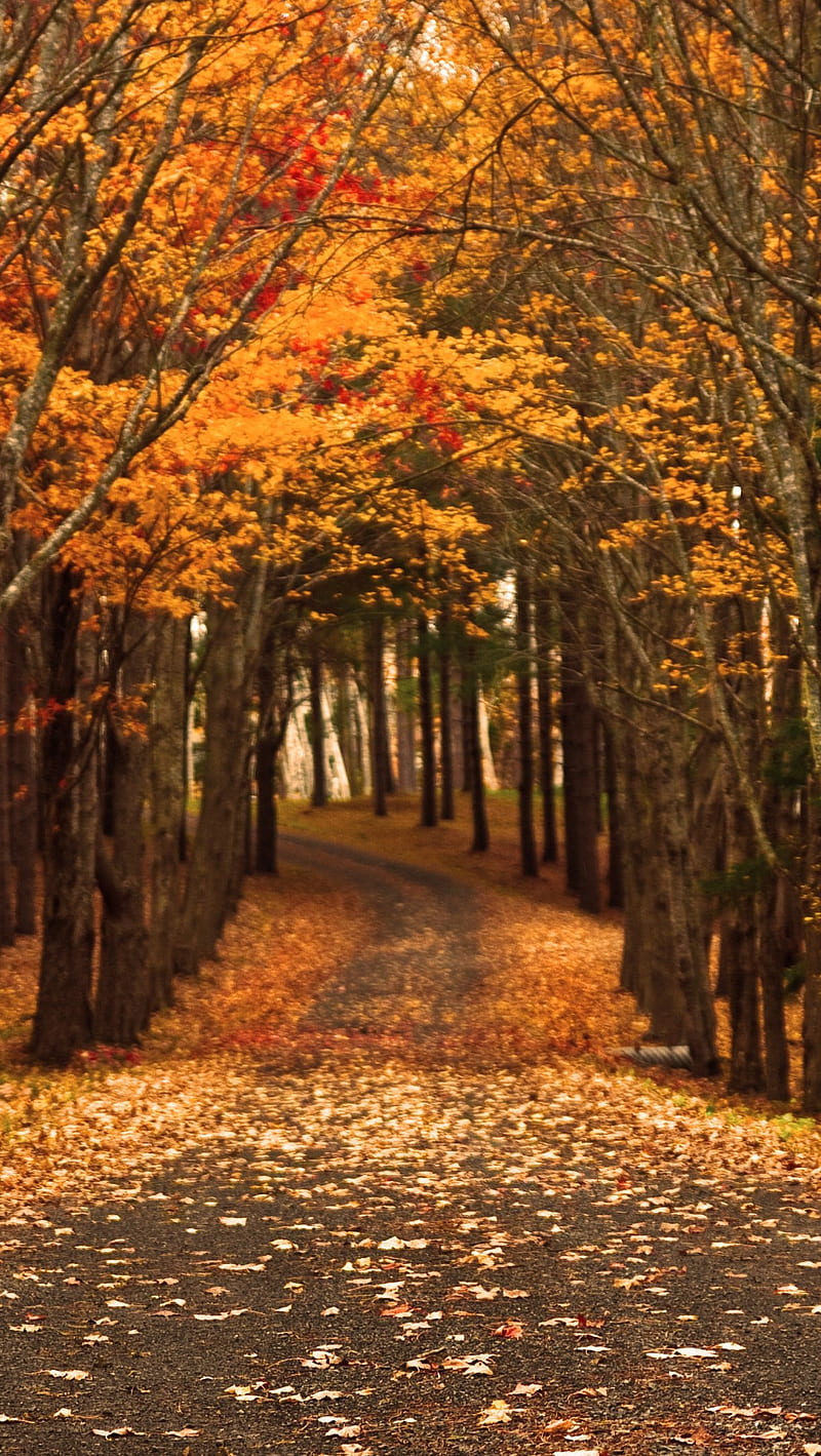 Forest, autumn, falls, road, HD phone wallpaper
