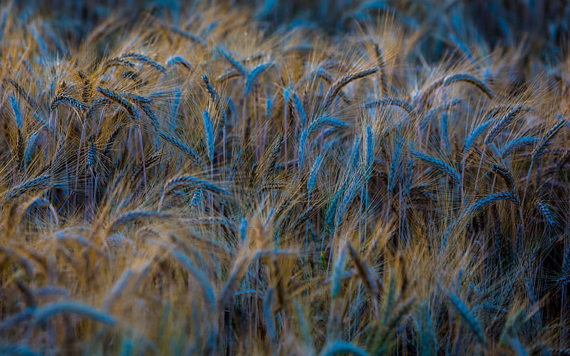 nature, field, wheat, spikelets, HD wallpaper