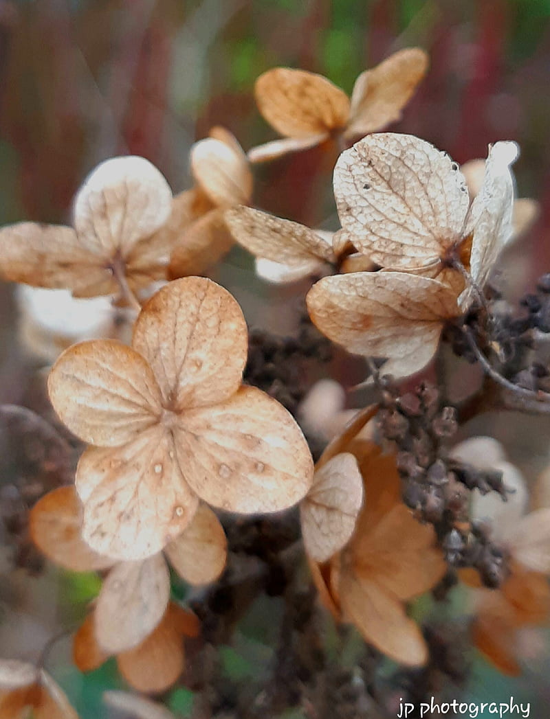 Dried Flowers, uk, nature, landscape, winter, fall, brown, tan, plant, HD phone wallpaper