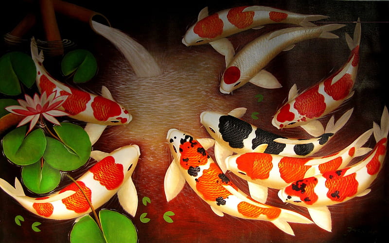 brocade carp, koi fish, colored carp, japan, koi, HD wallpaper