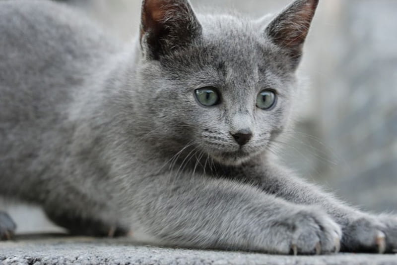 Russian Blue Kitten, russian blue, kittens, cat, kitten, cats, HD wallpaper