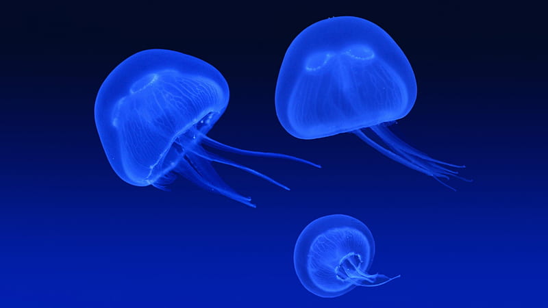 Floating jellyfish, jellyfish, fish, blue, animal, HD wallpaper