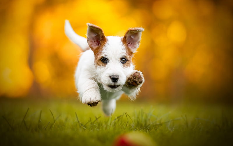 Jack Russell Terrier, levitation, flying cute puppy, small dogs, pets, green grass, dogs, HD wallpaper