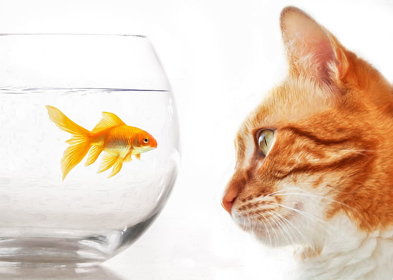 Cats, Cat, Aquarium, Goldfish, HD wallpaper