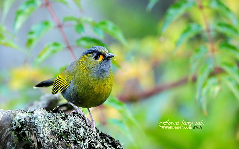 Tau birds-bird yellow chest Tau eyebrows-Dawn forest bird, HD wallpaper