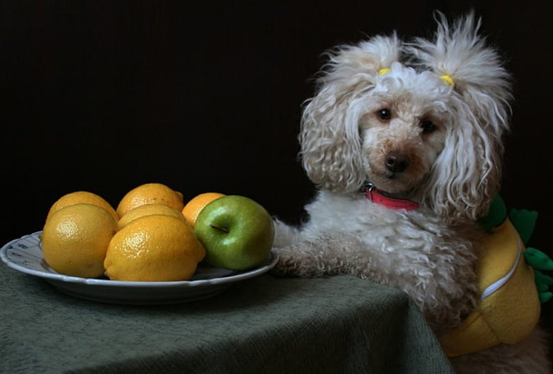 Lovely Poodle, apple, table, lovely, yellow, poodle, lemon, animal, cute, fruit, green, dog, HD wallpaper
