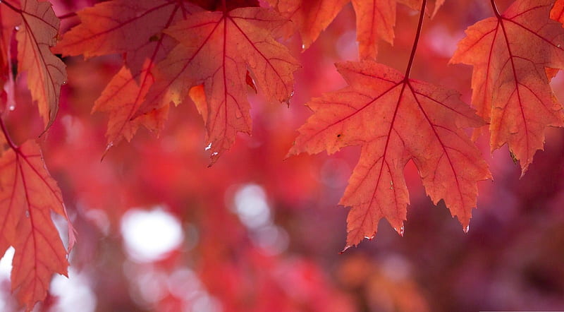 Red autumn, red, fall, autumn, maple, raindrops, drops, maple leaf, seasons, abstract, leaf, graphy, leaves close-up, macro, nature, HD wallpaper