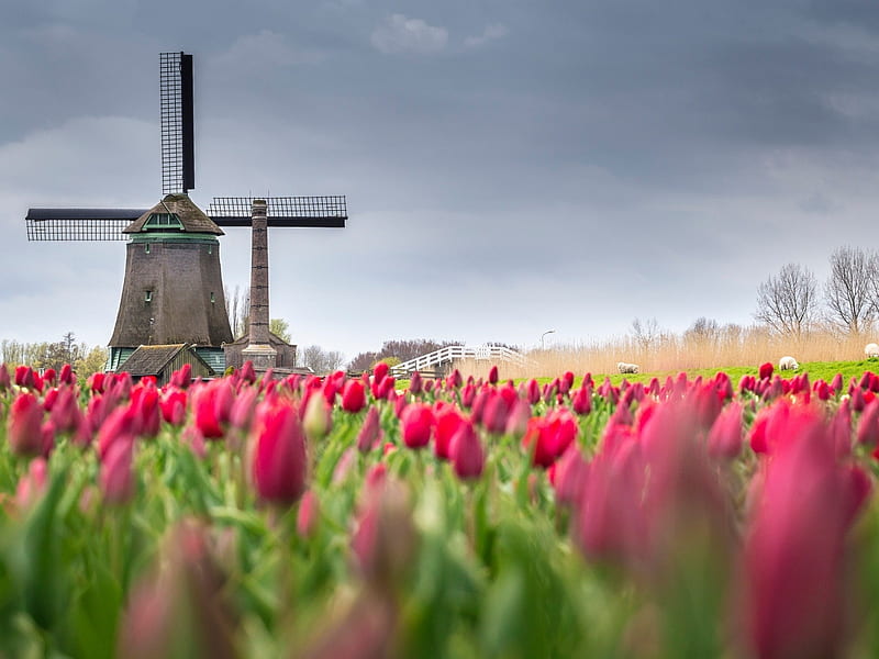 Tulips Field in Netherland, windmill, flowers, nature, tulips, field ...