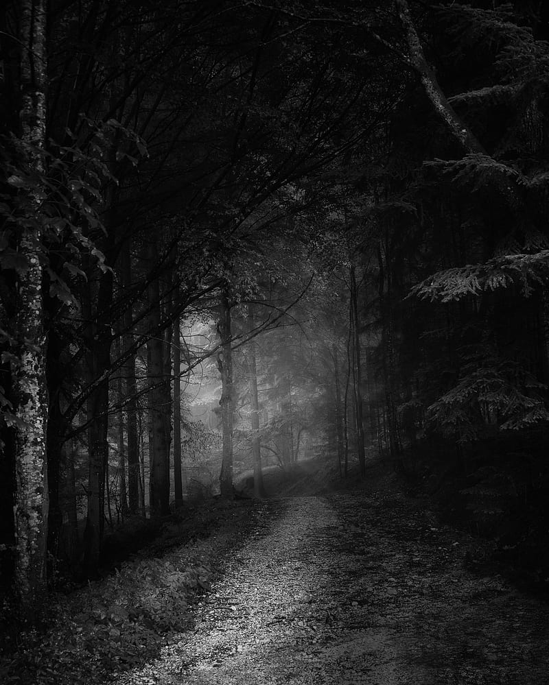 grayscale of trees and pathway, HD phone wallpaper