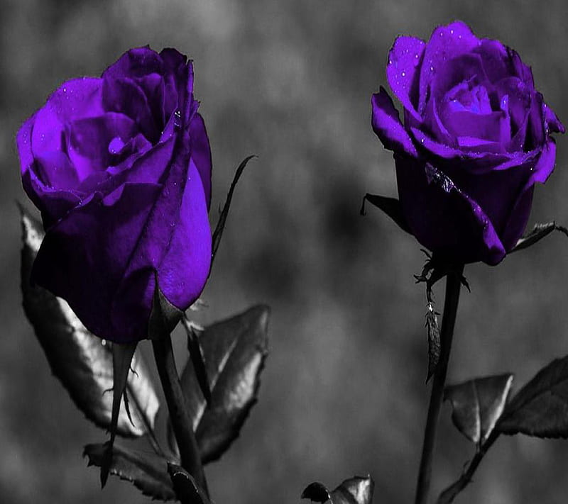720P free download | Purple Rose, HD wallpaper | Peakpx