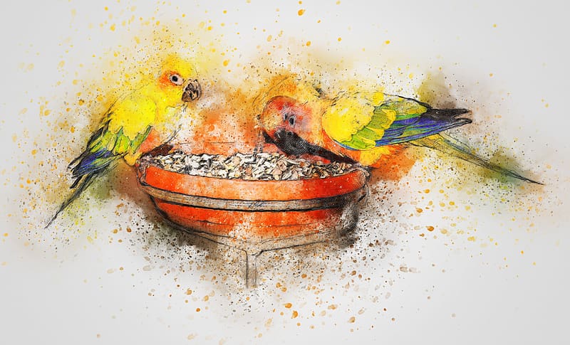 Birds, Bird, Animal, Watercolor, Sun Parakeet, HD wallpaper