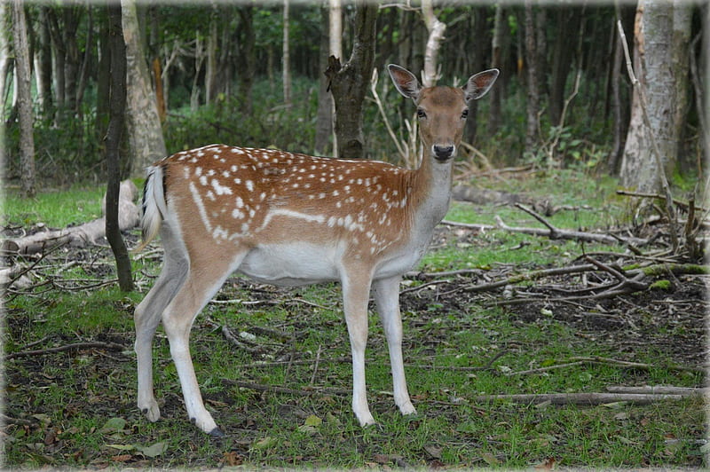 Deer Profile, Wildlife, Deer, Nature, Animals, HD wallpaper | Peakpx
