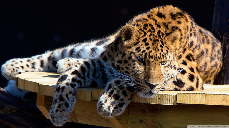 Panthera Pardus, resting, power panther, HD wallpaper