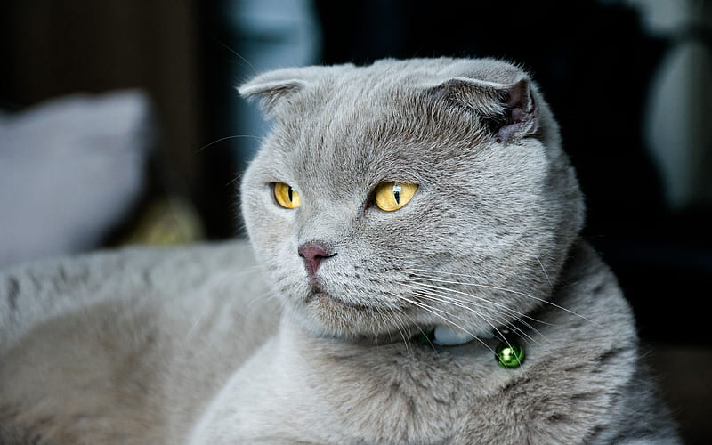 Scottish Fold Cat funny cat, muzzle, gray cat, cats, cute animals, domestic cat, Scottish Fold, HD wallpaper