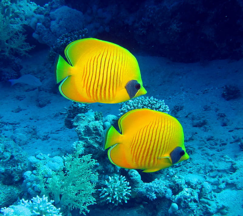 Ocean Marine Animals Barrier Reef, Tropical Colorful Fish Desktop Wallpaper  Hd High Quality : Wallpapers13.com