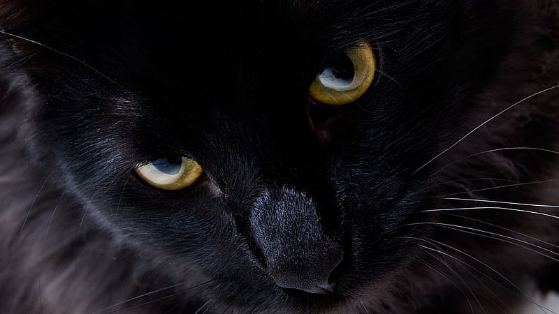 Closeup Of Black Cat With Yellow Eyes Cat, HD wallpaper | Peakpx