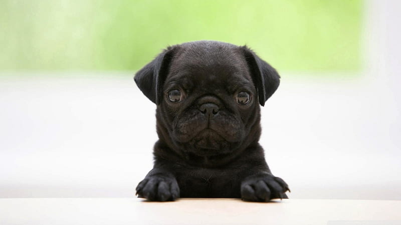 Mops, pretty, lovely, bonito, animal, sweet, cute, puppys, animals, dogs, puppy, dog, HD wallpaper