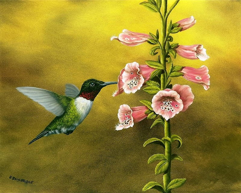 Ruby Red Hummingbird With Foxglove, bird, painting, flower, blossoms, artwork, HD wallpaper