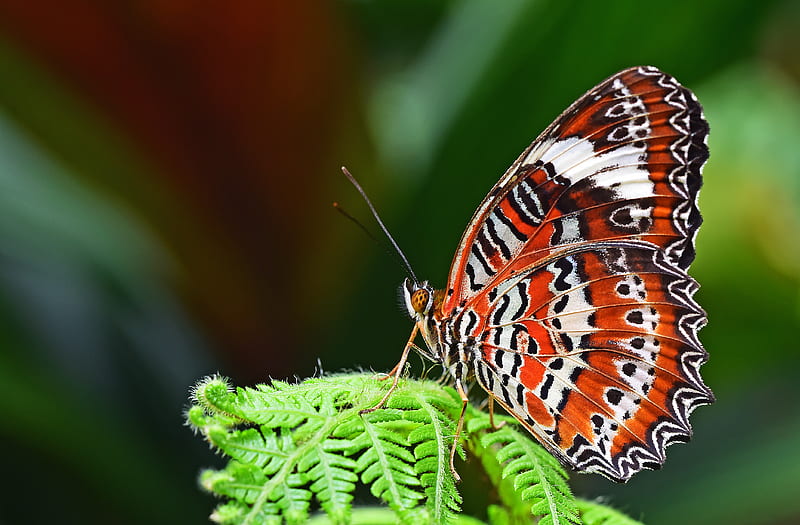 closeup graphy of leopard lacewing butterfly perched on fern plant, HD wallpaper