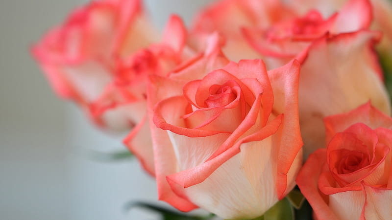Orange Bud Roses Rose, HD wallpaper