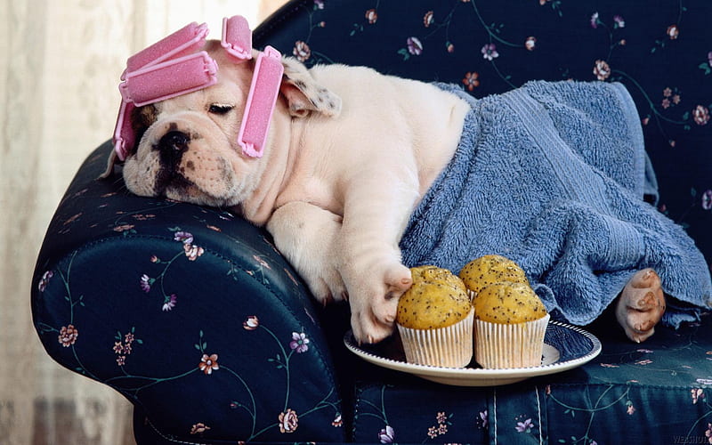Dogs Day, cake, lazy, pink curler, funny, sofa, dog, animal, HD wallpaper