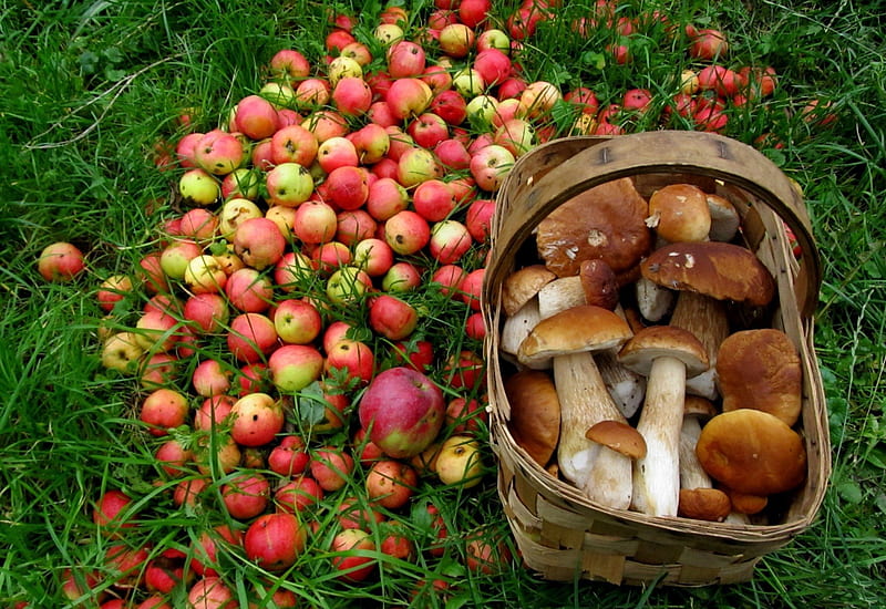 *** Forest harvests ***, mushruum, forest, nature, apples, HD wallpaper