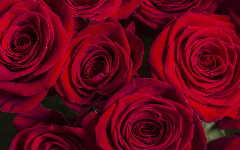 red roses buds, background with red roses, dark red roses, floral background, HD wallpaper