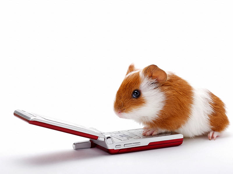 Guinea pig with a cellular phone, guinea pig, cute, humor, cell phone, HD wallpaper