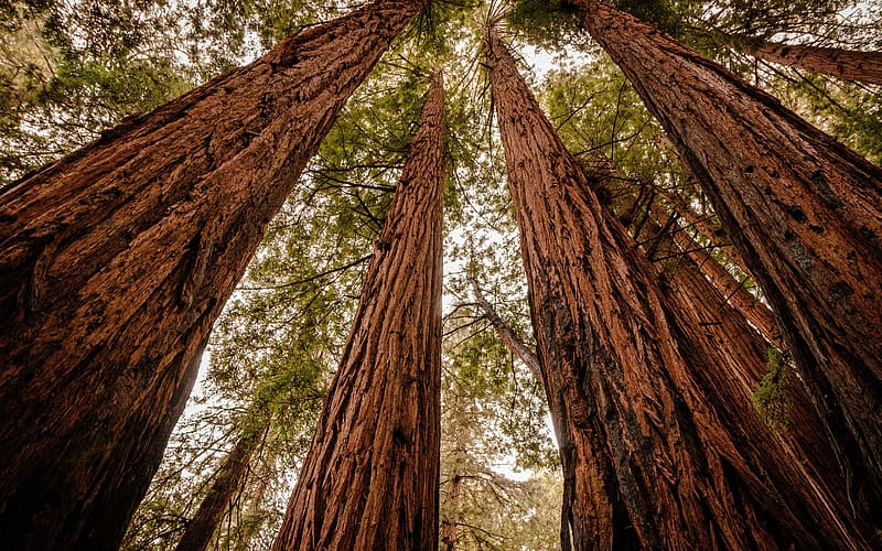 Muir Woods National Monument Mill Valley CA USA, HD wallpaper