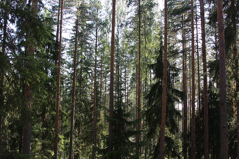 Ruunaa Park Forest, Finland, forest, ruunaa, suomi, summer, karjala, finland, HD wallpaper