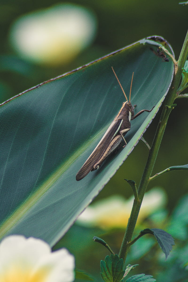grasshopper, insect, macro, leaf, plant, HD phone wallpaper