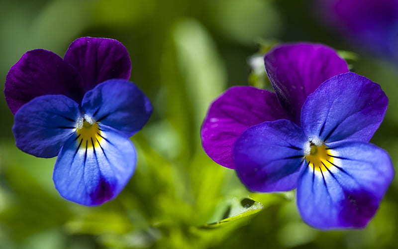 Blue pansy flowers blossom on green leaves blurred bokeh