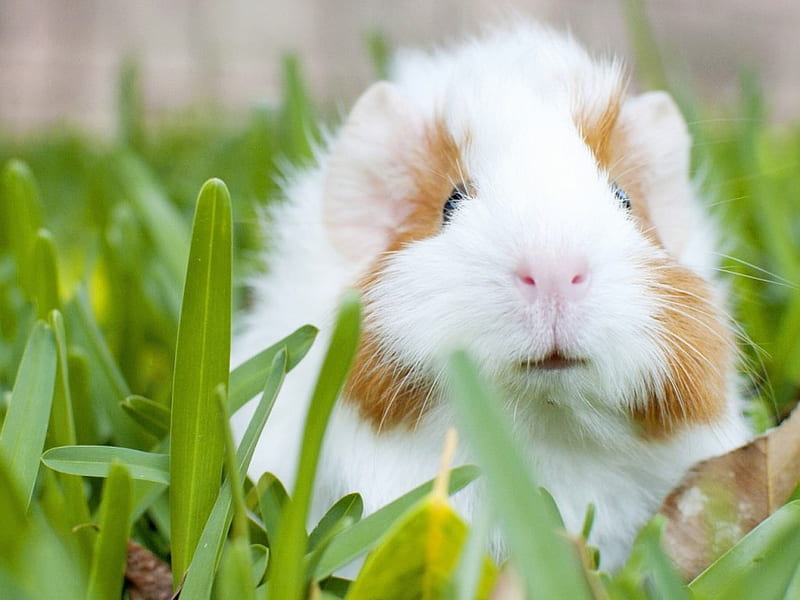 Guinea pig, cute, guinea-pig, rodent, grass, HD wallpaper
